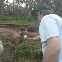 Joe feeding donkey at kibbutz in israel